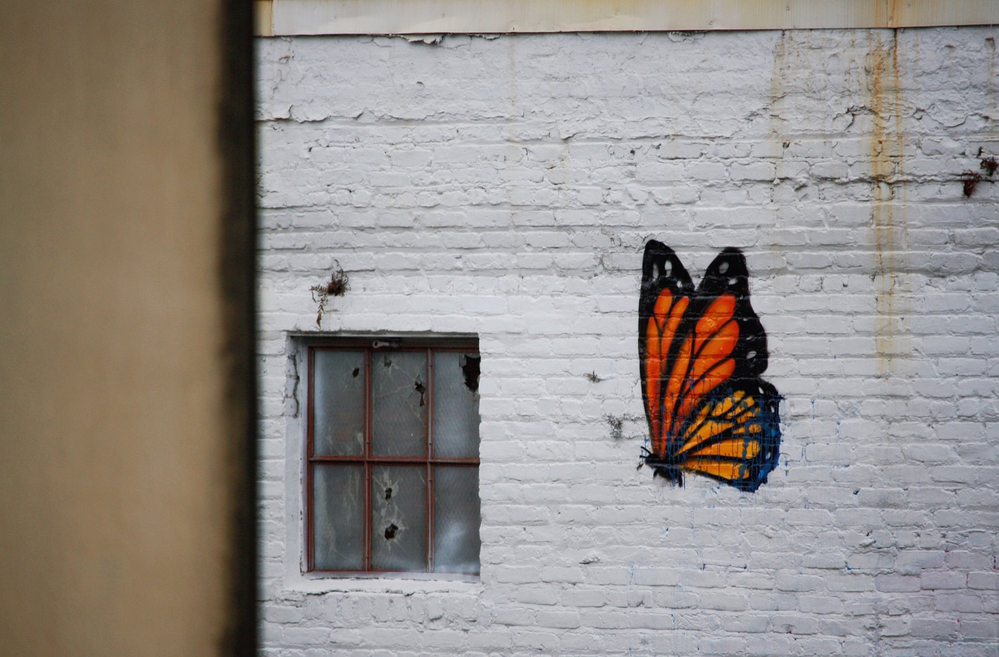 Streetart: Ein bunter großer Schmetterling auf einen schäbigen weißen Hauswand